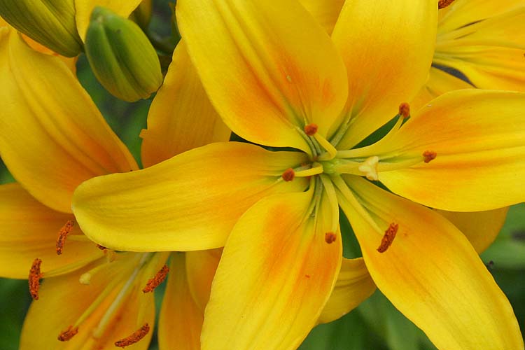 Yellows
