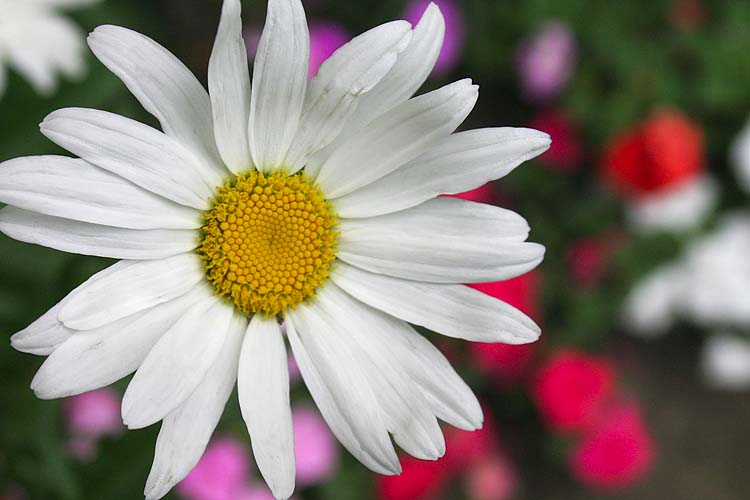 Daisy