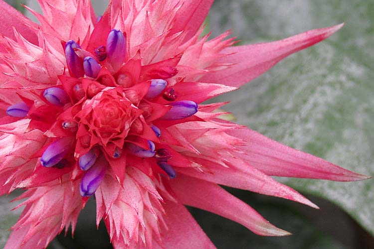 Bromeliad