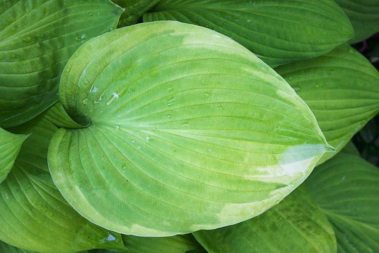 Hosta