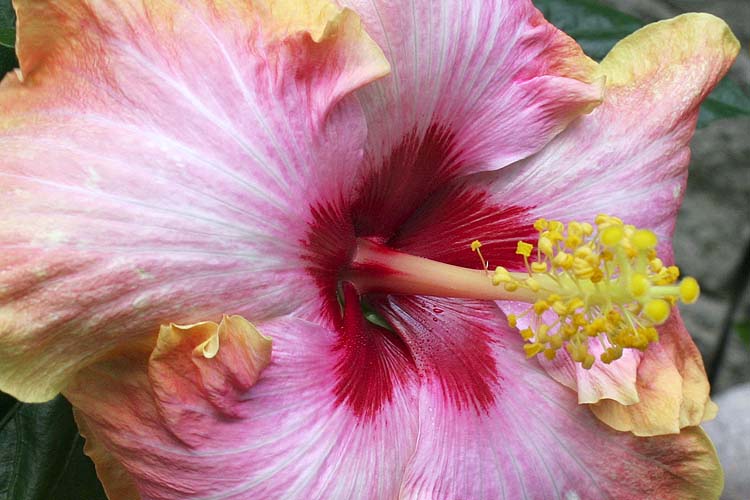 First Bloom