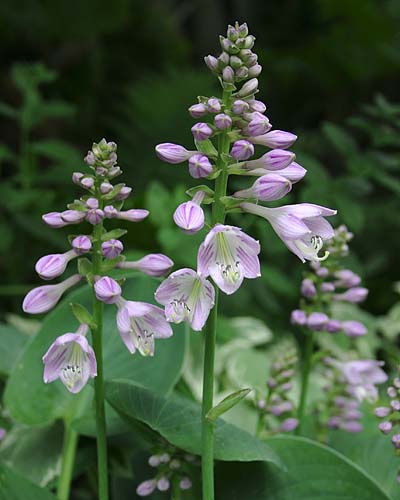 Hosta Flowers