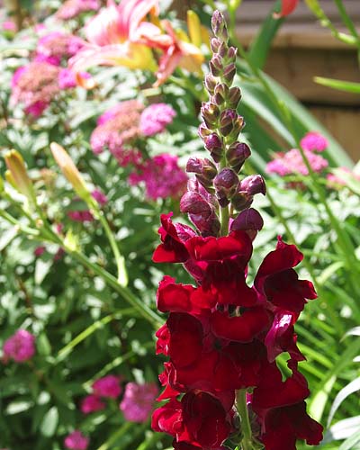 Snapdragon