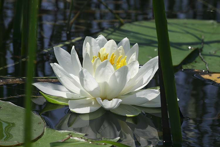 Water Lily