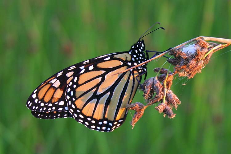 Monarch of the Bullrushes