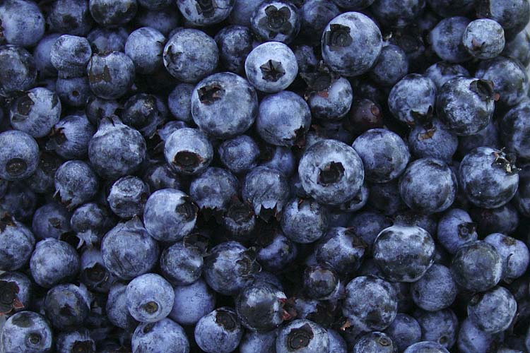 Blueberries