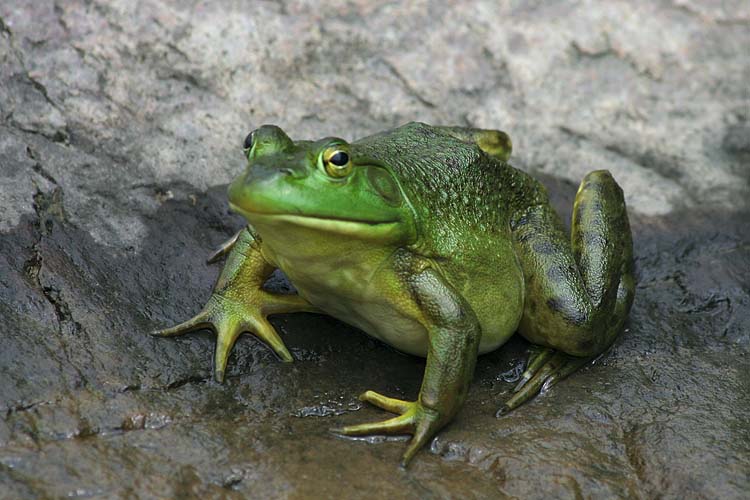 Bullfrog
