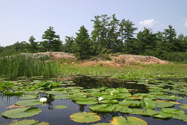 Lily Pond