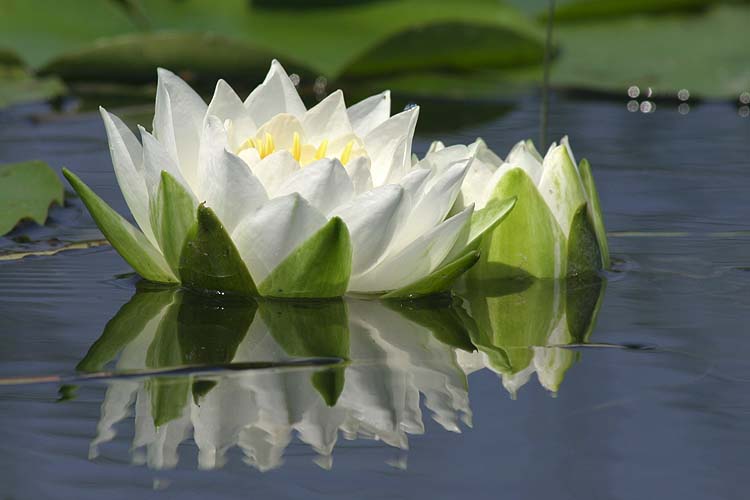 Water Lilies