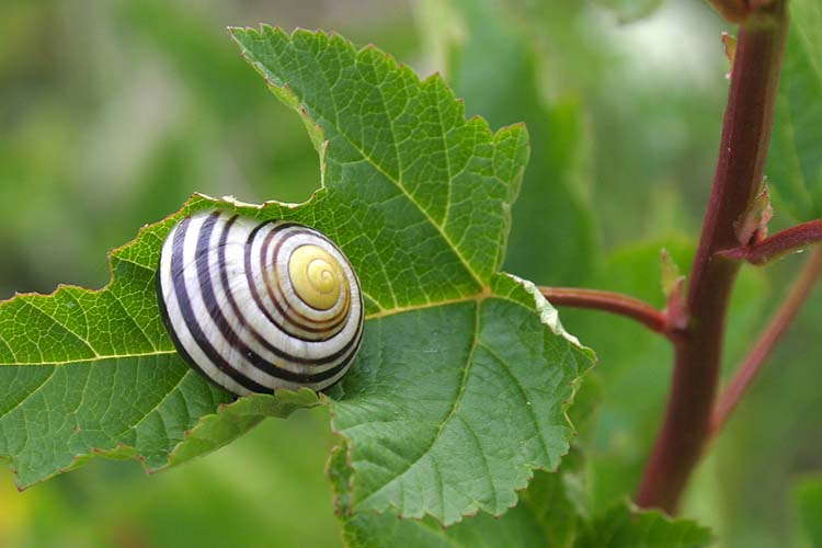 Snail
