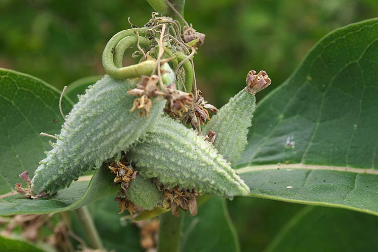 Milkweed