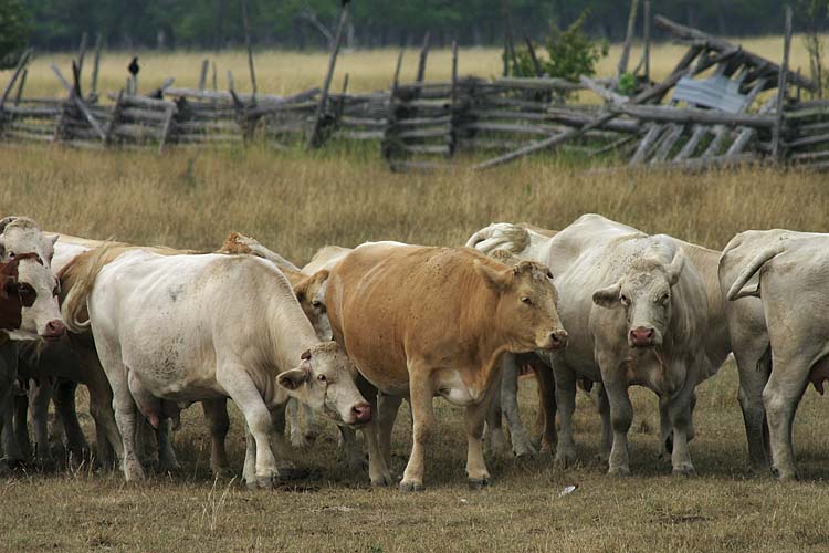 Cattle