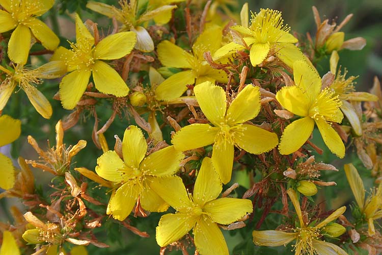 St. John\'s Wort