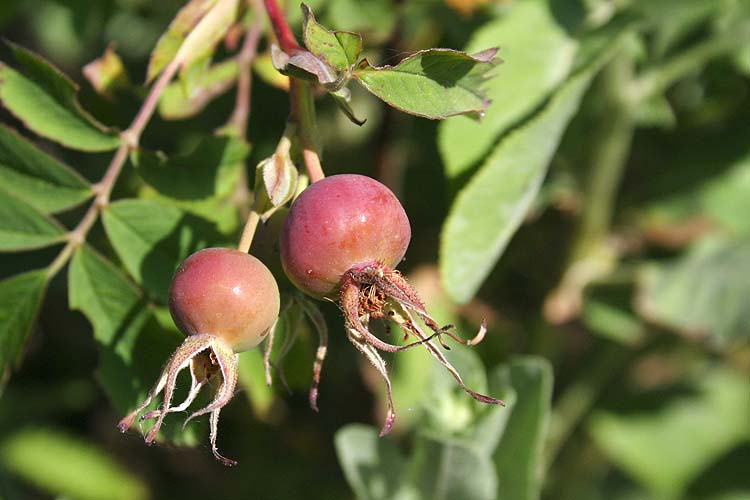 Rose Hips