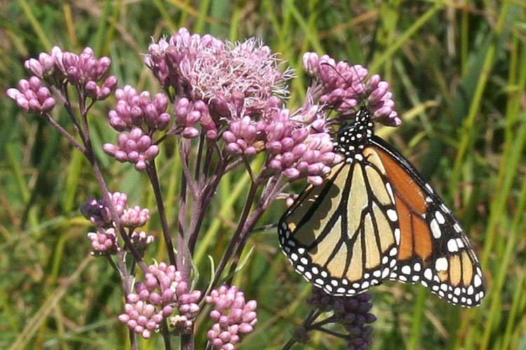 Monarch