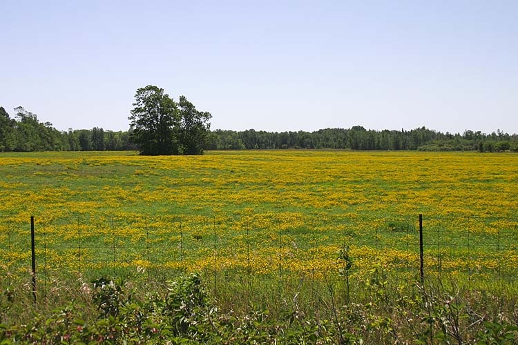 Yellow Field