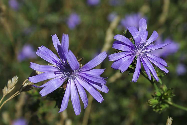 Chickory