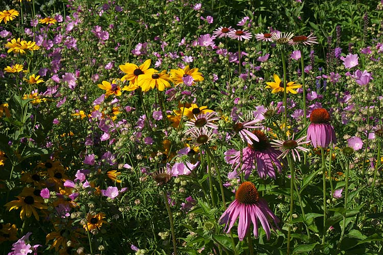 Wildflowers