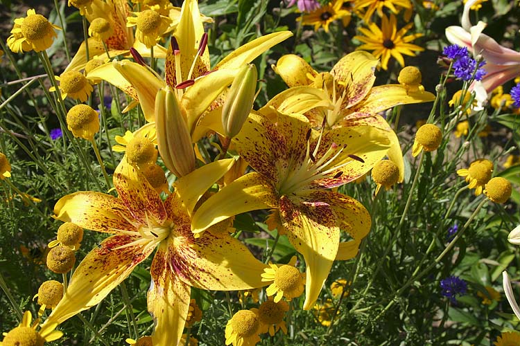 Golden Lilies