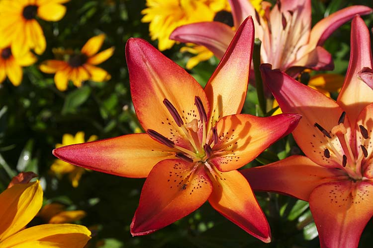 Orange Lilies