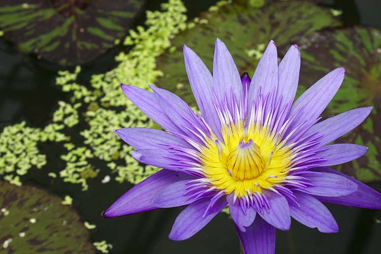 Blue Water Lily