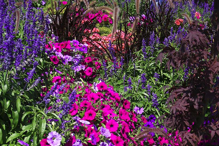 Jewel Tone Garden