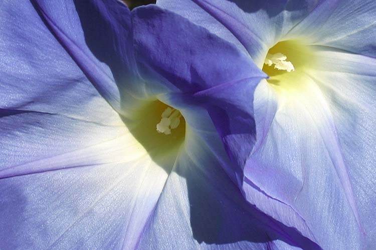 True Blue