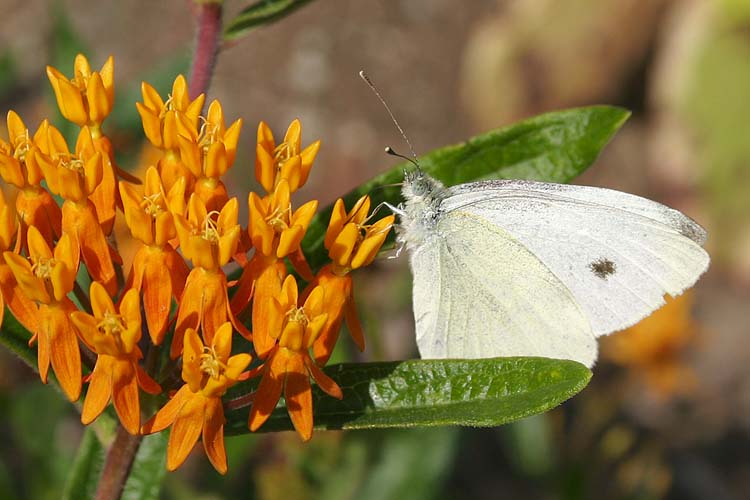 Butterfly Weed with Butterfly