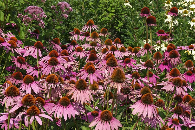 Masses of Purple Cone Flowers