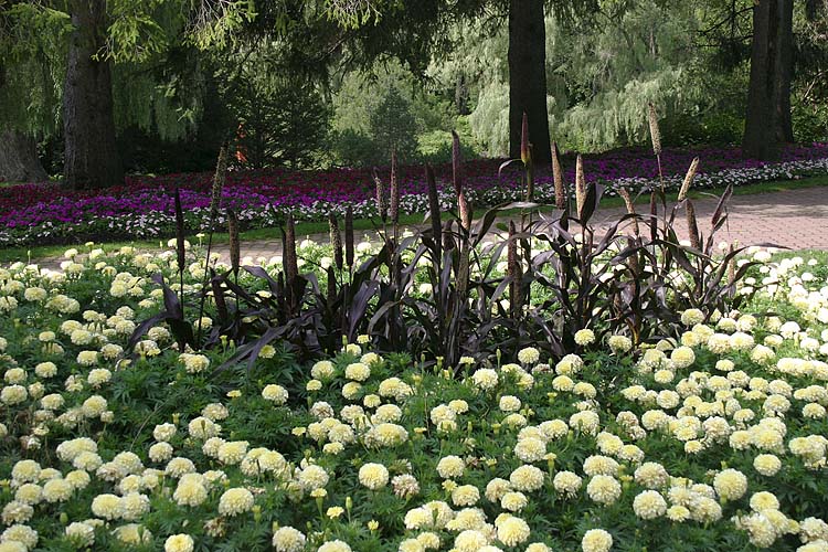 White Marigolds