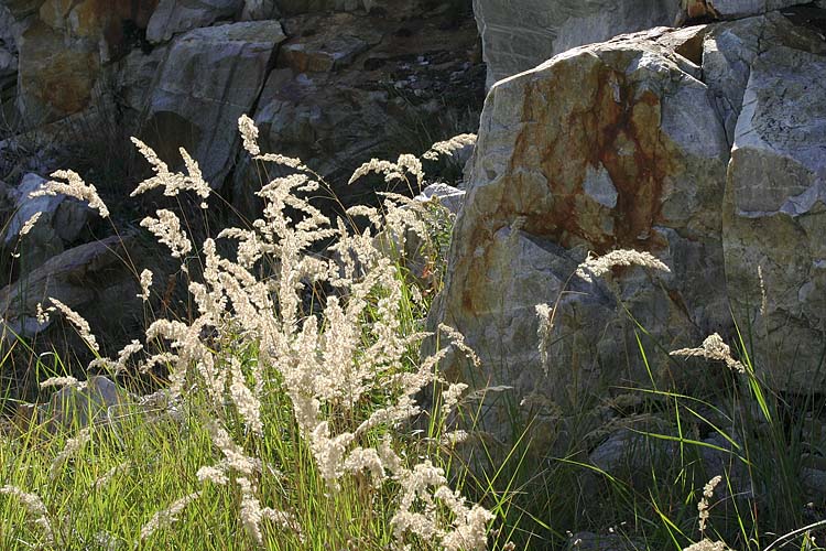 Brilliant Grasses