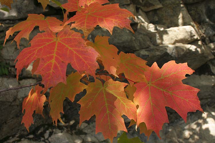 Red Maples
