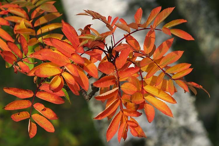 Red Leaves