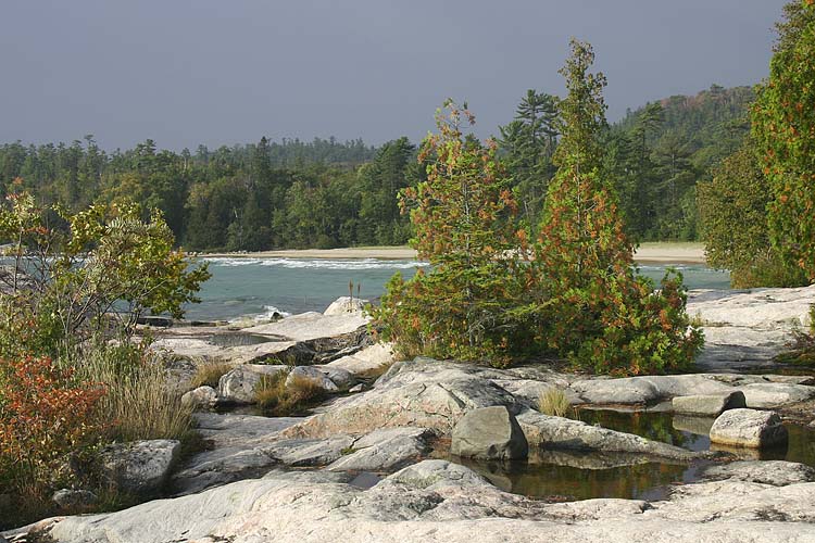 Cedars On The Rocks