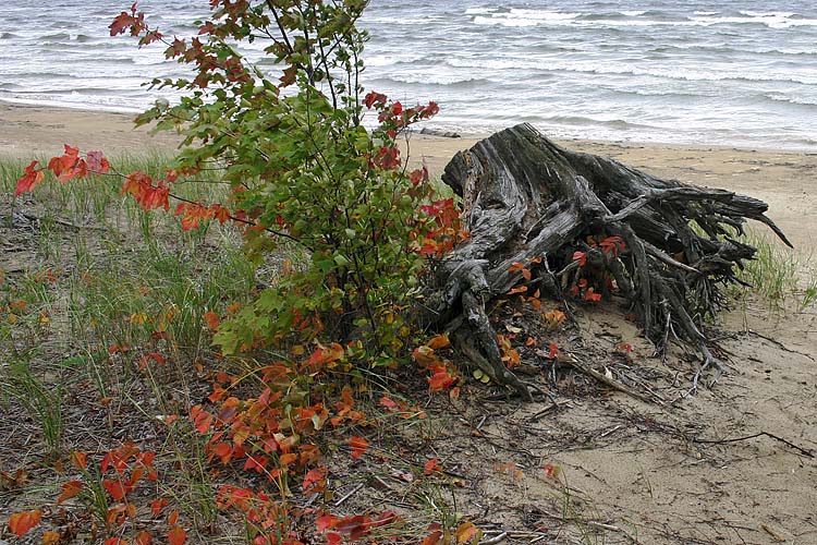 Stump With Ivy