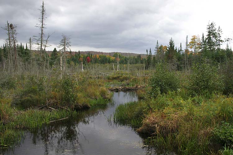 Overcast Stream