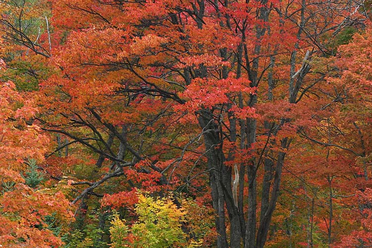 Red Maples
