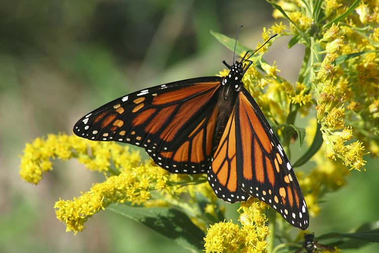 Monarch