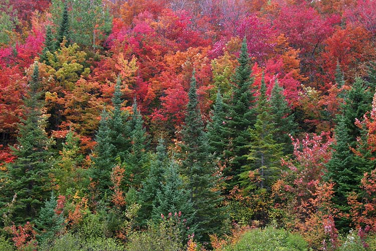 Green Spruce