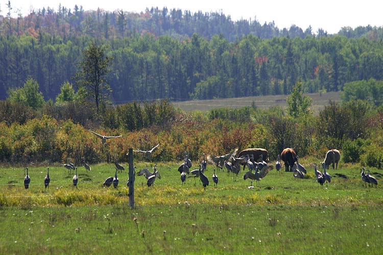 Congregating Cranes