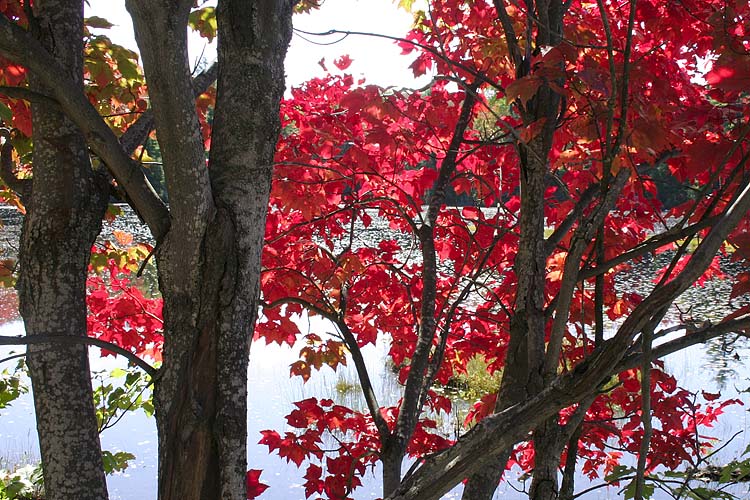 Through The Maples