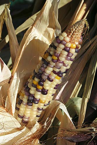 Indian Corn