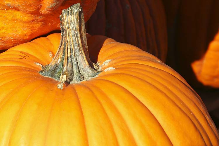 Perfect Pumpkin