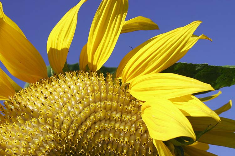 Going To Seed