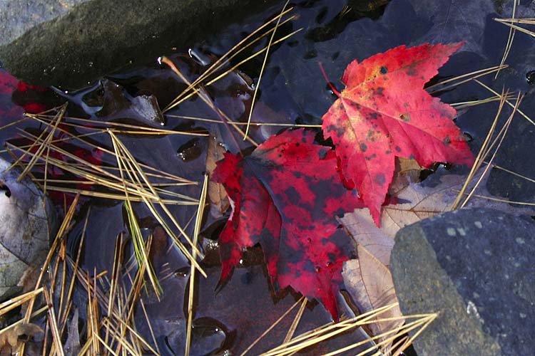 Leaves & Needles