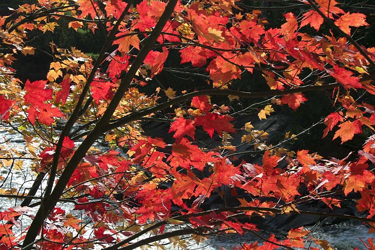 Maples Over the Rapids
