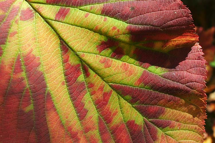 Colour & Texture