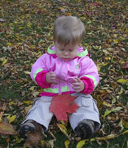 The Maple Leaves
