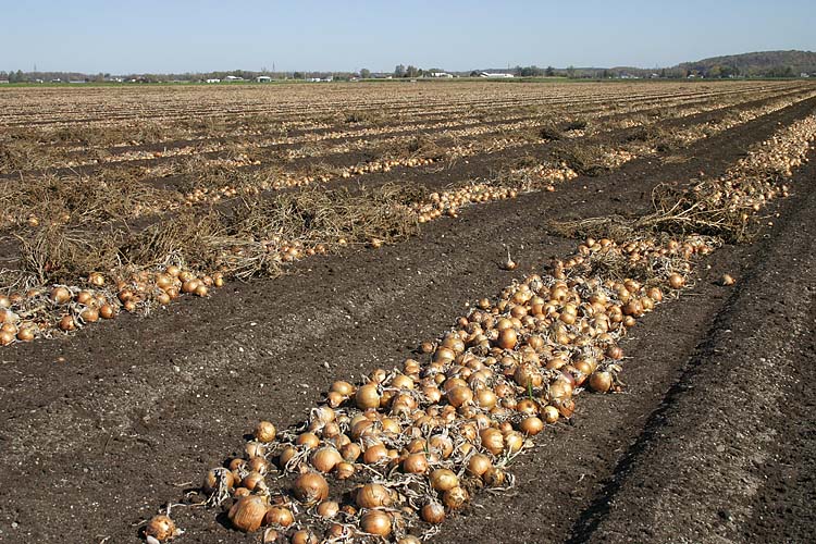 Onions to the Horizon