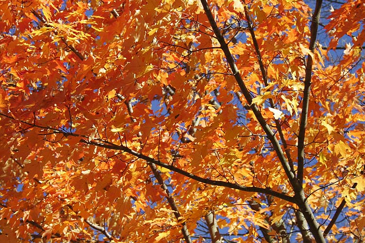 Colour Tapestry
